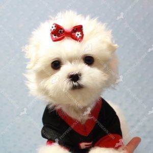 Meet your Posher, Javier